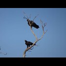 Greifvögel sind hier sehr zahlreich, sie signalisieren oft kürzlich überfahrene Kängurus
